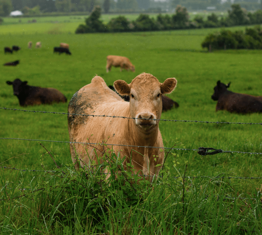 Online milk delivery | Farm Finest